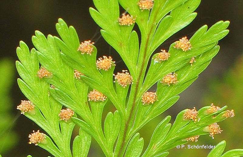 سرخس پای خرگوش